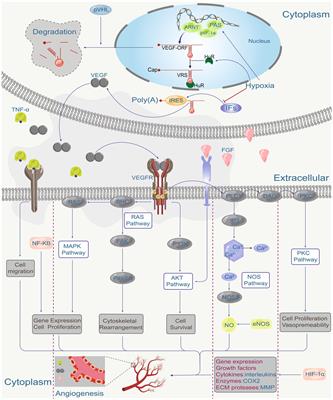 Treatment of neovascular age-related macular degeneration with anti-vascular endothelial growth factor drugs: progress from mechanisms to clinical applications
